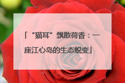 “猫耳”飘散荷香：一座江心岛的生态蜕变