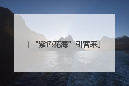 “紫色花海”引客来