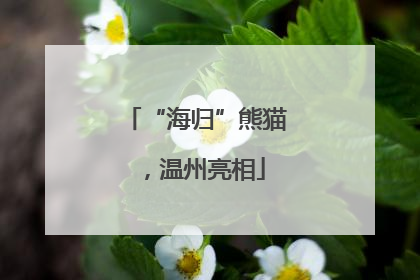 “海归”熊猫，温州亮相