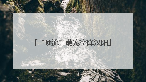 “顶流”萌宠空降汉阳