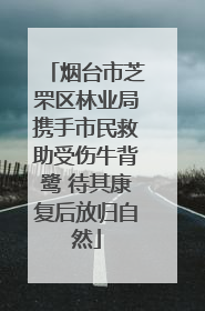 烟台市芝罘区林业局携手市民救助受伤牛背鹭 待其康复后放归自然