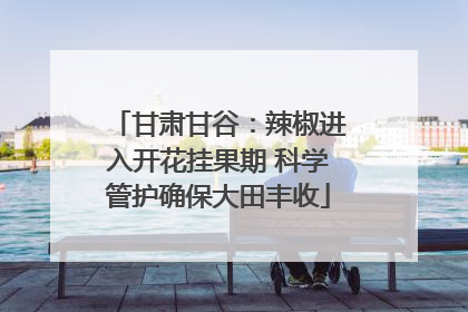 甘肃甘谷：辣椒进入开花挂果期 科学管护确保大田丰收