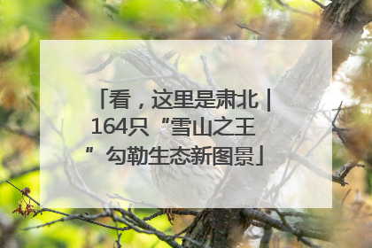 看，这里是肃北｜164只“雪山之王”勾勒生态新图景