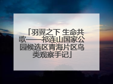 羽翼之下 生命共歌——祁连山国家公园候选区青海片区鸟类观察手记