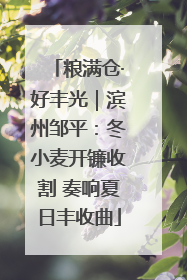 粮满仓·好丰光｜滨州邹平：冬小麦开镰收割 奏响夏日丰收曲