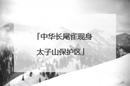 中华长尾雀现身太子山保护区