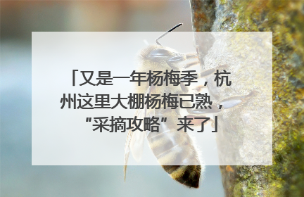 又是一年杨梅季，杭州这里大棚杨梅已熟，“采摘攻略”来了