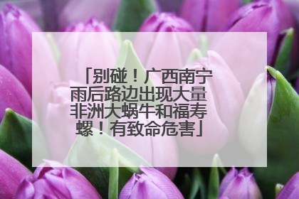 别碰！广西南宁雨后路边出现大量非洲大蜗牛和福寿螺！有致命危害