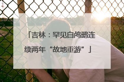 吉林：罕见白鸬鹚连续两年“故地重游”