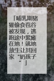 哺乳期猪獾偷食苞谷被发现，逃跑途中累瘫在地！就地放生让其回家“奶孩子”