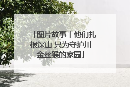 图片故事丨他们扎根深山 只为守护川金丝猴的家园