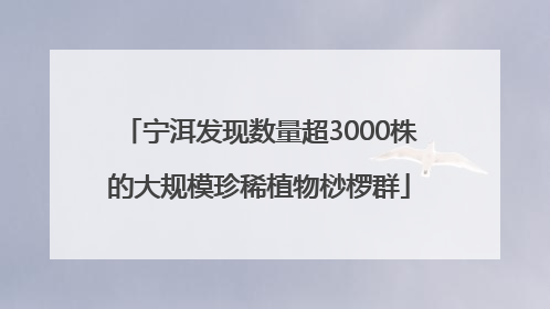 宁洱发现数量超3000株的大规模珍稀植物桫椤群