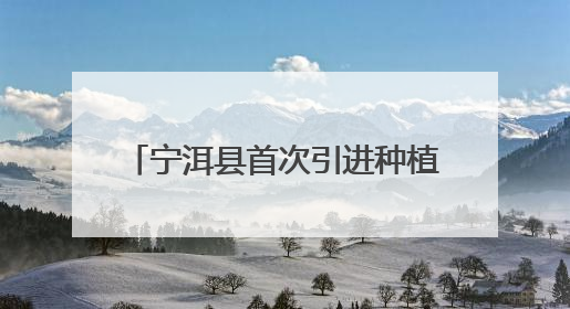 宁洱县首次引进种植“云淀1号”红薯