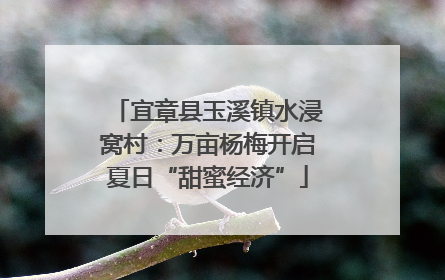 宜章县玉溪镇水浸窝村：万亩杨梅开启夏日“甜蜜经济”