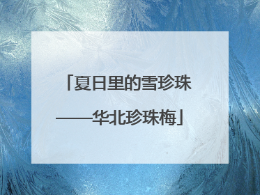 夏日里的雪珍珠——华北珍珠梅