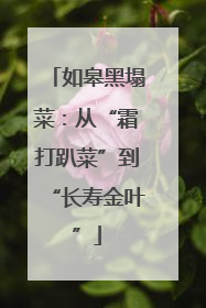 如皋黑塌菜：从“霜打趴菜”到“长寿金叶”