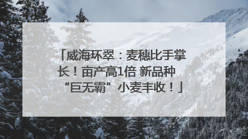 威海环翠：麦穗比手掌长！亩产高1倍 新品种“巨无霸”小麦丰收！