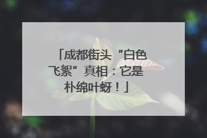 成都街头“白色飞絮”真相：它是朴绵叶蚜！