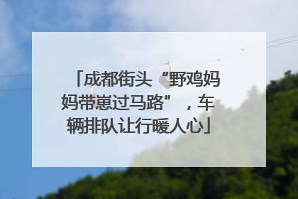 成都街头“野鸡妈妈带崽过马路”，车辆排队让行暖人心