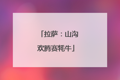 拉萨：山沟欢腾赛牦牛