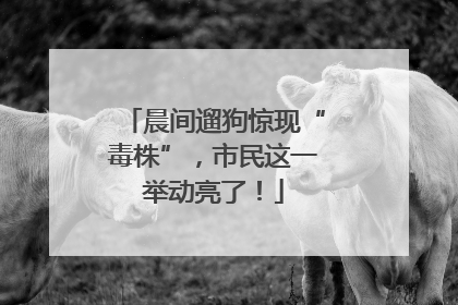 晨间遛狗惊现“毒株”，市民这一举动亮了！