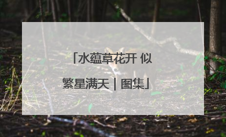 水蕴草花开 似繁星满天｜图集