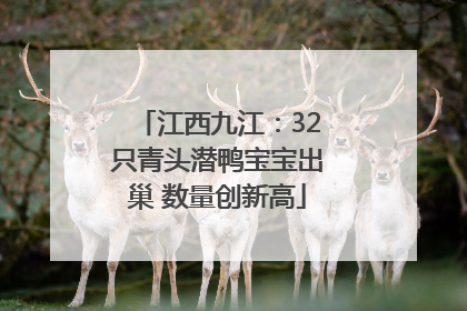 江西九江：32只青头潜鸭宝宝出巢 数量创新高