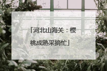 河北山海关：樱桃成熟采摘忙