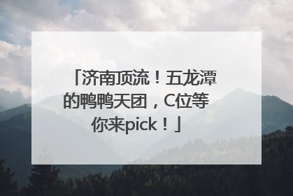济南顶流！五龙潭的鸭鸭天团，C位等你来pick！