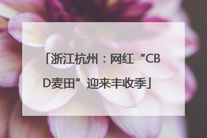 浙江杭州：网红“CBD麦田”迎来丰收季