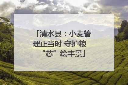 清水县：小麦管理正当时 守护粮“芯”绘丰景