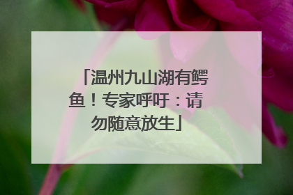 温州九山湖有鳄鱼！专家呼吁：请勿随意放生