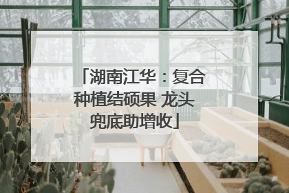 湖南江华：复合种植结硕果 龙头兜底助增收