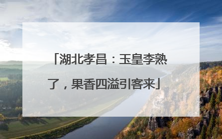 湖北孝昌：玉皇李熟了，果香四溢引客来