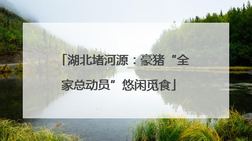 湖北堵河源：豪猪“全家总动员”悠闲觅食