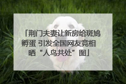 荆门夫妻让新房给斑鸠孵蛋 引发全国网友竞相晒“人鸟共处”图