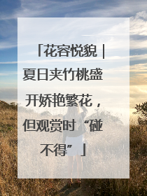 花容悦貌｜夏日夹竹桃盛开娇艳繁花，但观赏时“碰不得”