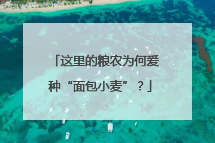 这里的粮农为何爱种“面包小麦”？