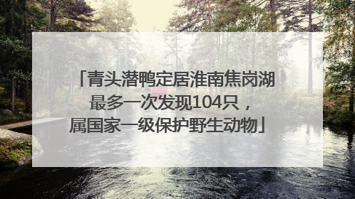青头潜鸭定居淮南焦岗湖 最多一次发现104只，属国家一级保护野生动物