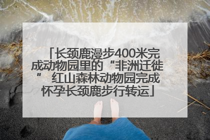 长颈鹿漫步400米完成动物园里的“非洲迁徙” 红山森林动物园完成怀孕长颈鹿步行转运