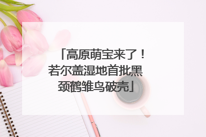 高原萌宝来了！若尔盖湿地首批黑颈鹤雏鸟破壳