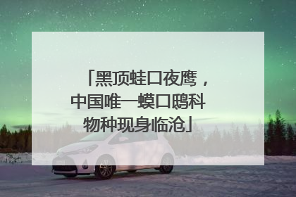 黑顶蛙口夜鹰，中国唯一蟆口鸱科物种现身临沧